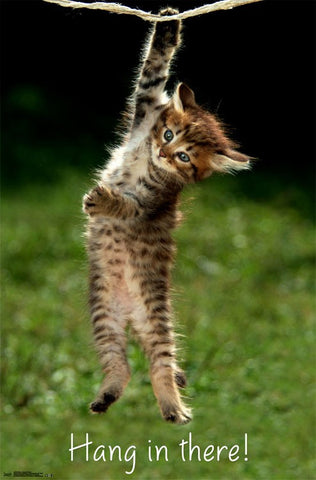 Kitten - Hang In There Poster 22x34 RP14200 UPC882663042005