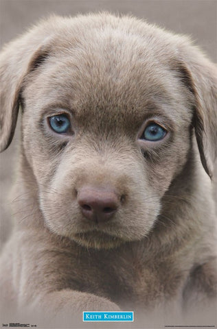 Puppy - Blue Eyes Wall Poster RP14439 23x34 UPC882663044399 Keith Kimberlin