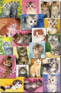 Kittens 2 Poster 22x34 RP9899