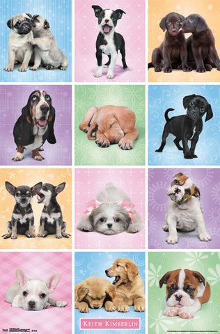 Puppies - Cuties Wall Poster 22x34 RP14199 UPC882663041992