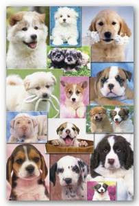 Puppies 2 Poster 22x34	 RP9898 UPC017681098981